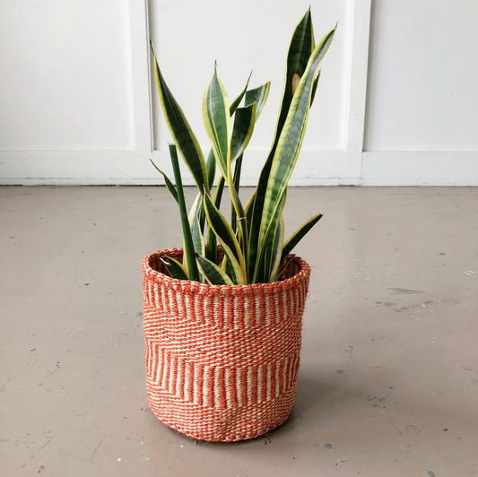 Plant Basket ~ Dots + Dash Tomato